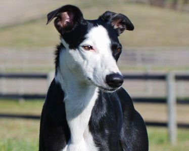 collie x whippet puppies for sale